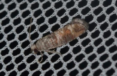 Clavigesta sylvestrana
